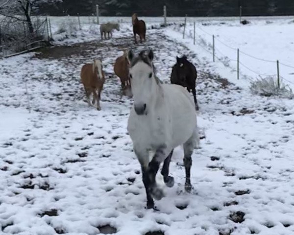 jumper Shiva 133 (Hanoverian, 2009, from Goodman)