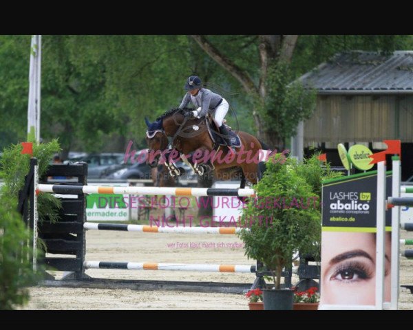stallion Carry On 7 (Holsteiner, 2001, from Carry)
