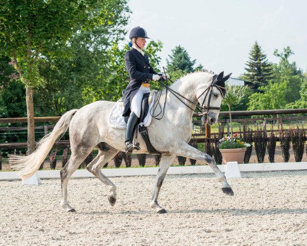 dressage horse Garibaldi 90 (Trakehner, 2006, from Distelzar)