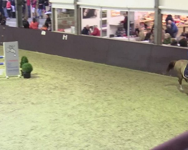 20. Legdener Ponymeeting 2017