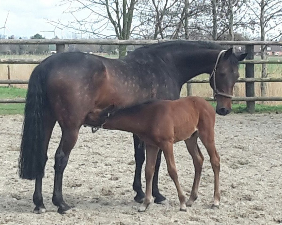 broodmare Ruby I (Holsteiner, 2001, from Candillo Z)