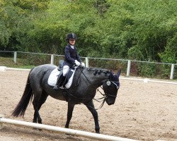 dressage horse Miley Fuego Di Valenza (Italian Warmblood, 2016, from Fuego di Zappone)
