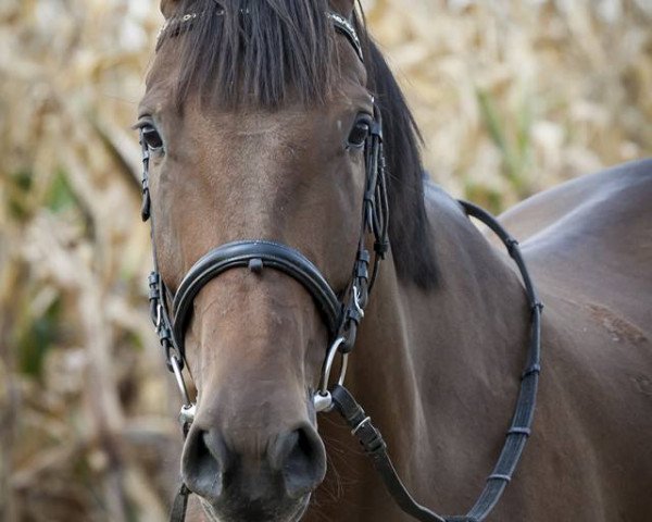 horse Hand Damil (Kisber-Felver, 2012, from Hand)