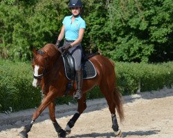 dressage horse Lady Ley Roest (Danish Reitpony, 2003)