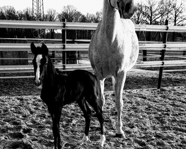horse Goldschatz (Westphalian, 2018, from Goldberg)
