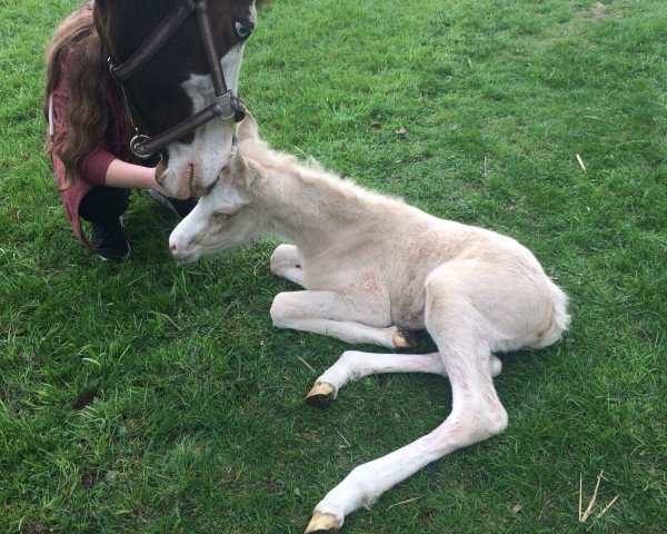 broodmare Rheingold´s Kentucky Kiss (German Riding Pony, 2018, from Rheingold)