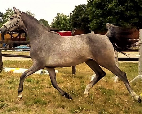horse Carina (Hanoverian, 2016, from Cristallo I)
