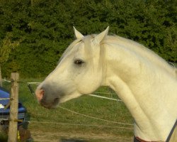 stallion Marvellous Simon (Connemara Pony, 2001, from Grange Surf Sparrow)