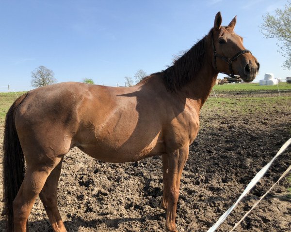 horse Halali (Trakehner, 2011, from All Inclusive)