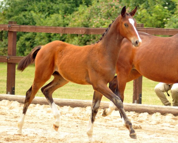 Pferd Hengst von Freudenfest x Exclusiv (Trakehner, 2015, von Freudenfest)