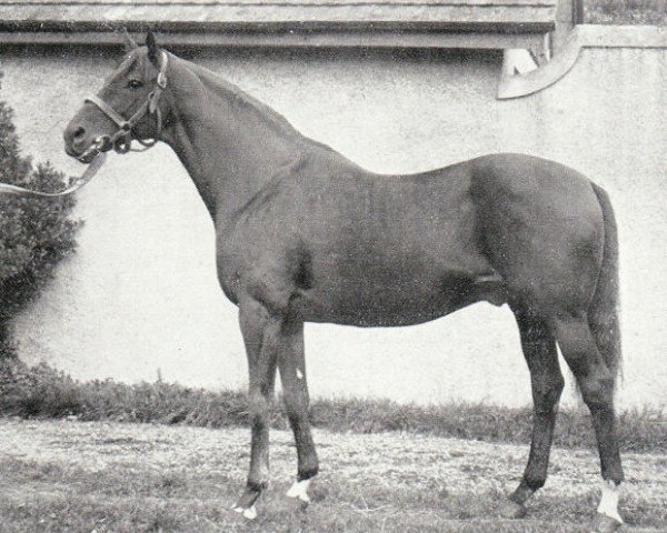 Deckhengst Apron xx (Englisches Vollblut, 1920, von Son In Law xx)