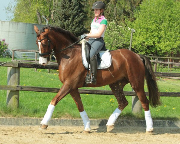 dressage horse Redmont (Hanoverian, 2011, from Royal Classic I)