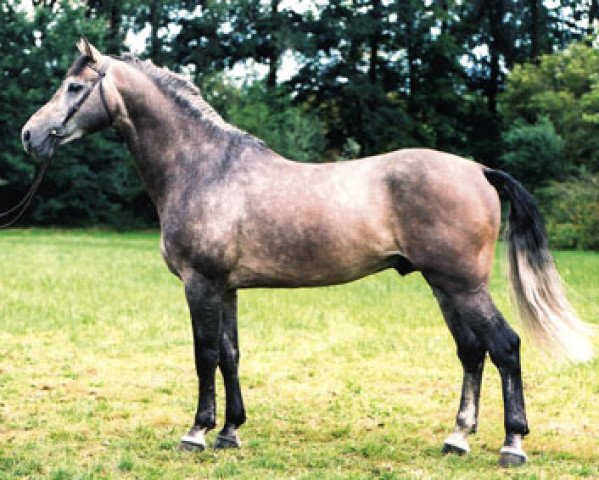 Deckhengst Landzauber (Holsteiner, 1994, von Landadel) Deckhengst Landzauber (Holsteiner, 1994, von Landadel)