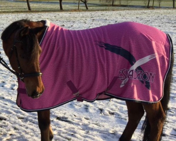 horse Donna (German Riding Pony, 1994, from Duktus)