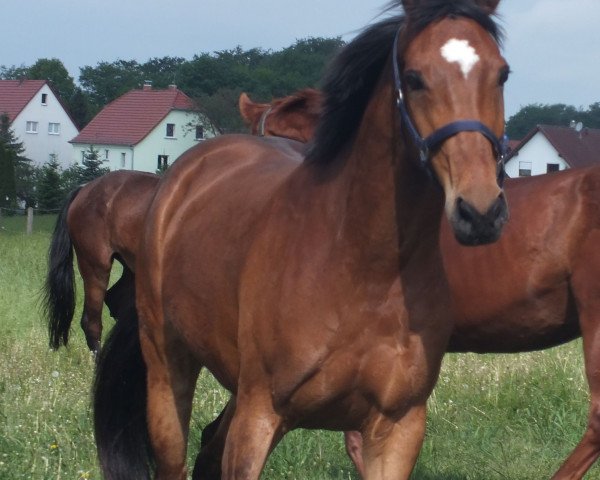 jumper Fürst Flo (Bavarian, 2005, from Florencio I)