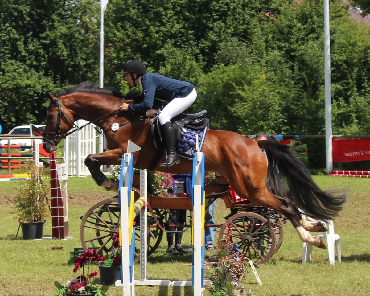 jumper Cheerio R (Hessian Warmblood, 2008, from Chequille 2)