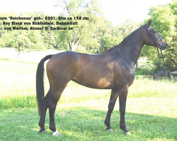 broodmare Reichenau (Württemberger, 2001, from Roy Black)