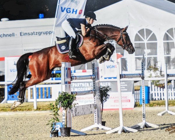 Springpferd Concordia 45 (Hannoveraner, 2011, von Cloney)
