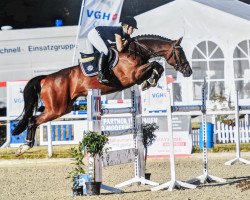 Springpferd Concordia 45 (Hannoveraner, 2011, von Cloney)