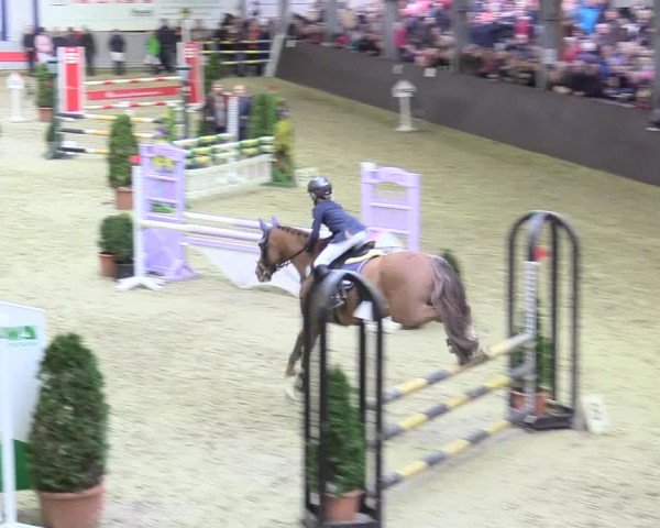 20. Legdener Ponymeeting 2017