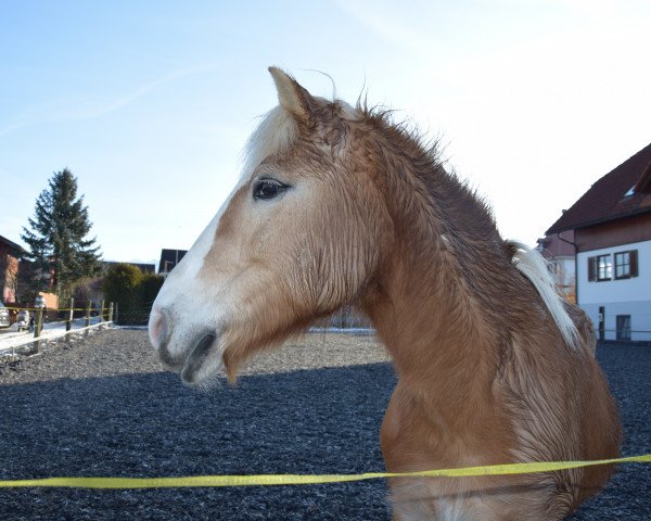 horse Aschra (Haflinger, 1990, from Artus) horse Aschra (Haflinger, 1990, from Artus)