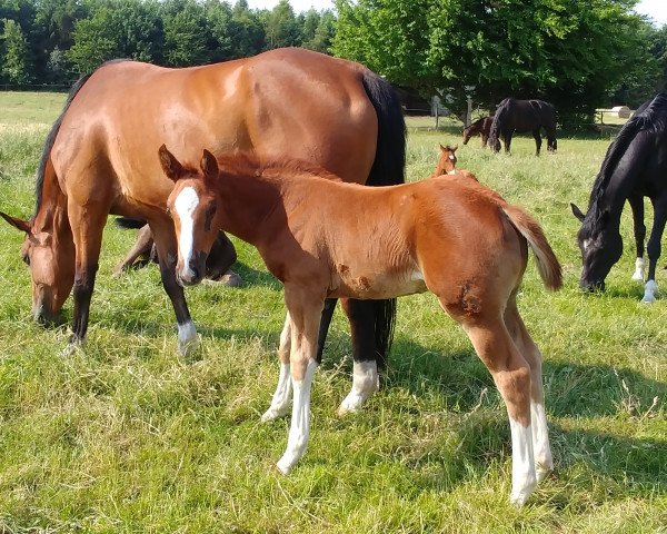 horse Kalaska D'Or P (Hanoverian, 2018, from Kétanou)