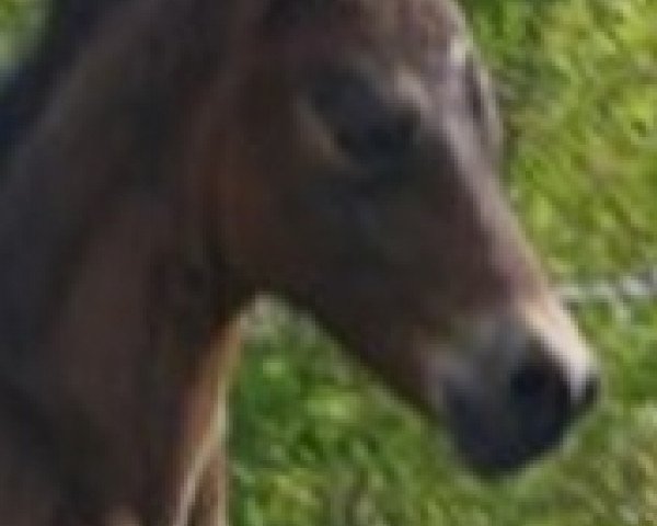 Pferd Herbie 31 (Deutsches Reitpony, 2016, von Steendieks Highlander)