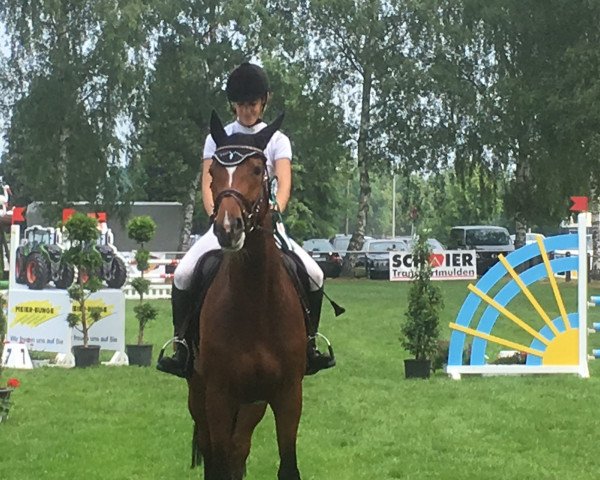 Zuchtstute Samantha 214 (Westfale, 2013, von Stalypso)