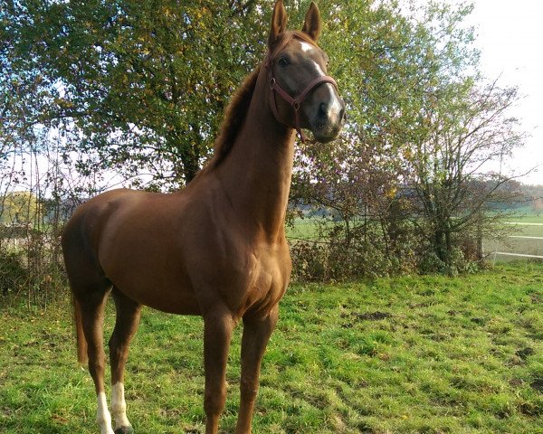 horse Ventano N (Hanoverian, 2010, from Now Or Never M)