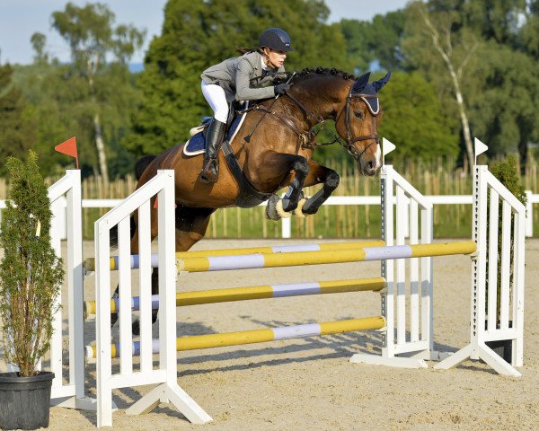 jumper Zowie II (KWPN (Royal Dutch Sporthorse), 2004, from Sam R)