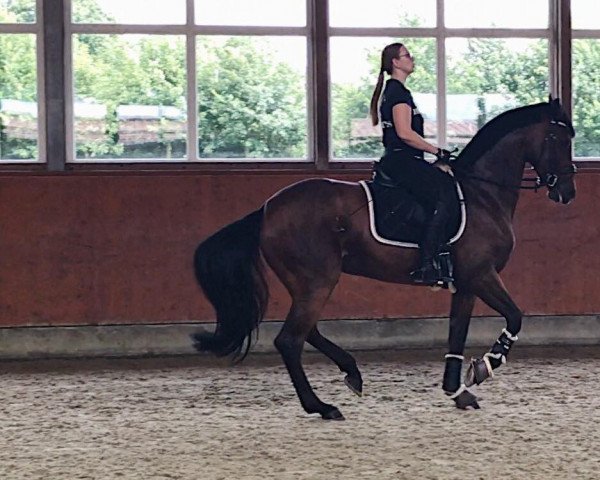 dressage horse Talandra's Rose (Oldenburg, 2011, from Self made) dressage horse Talandra's Rose (Oldenburg, 2011, from Self made)