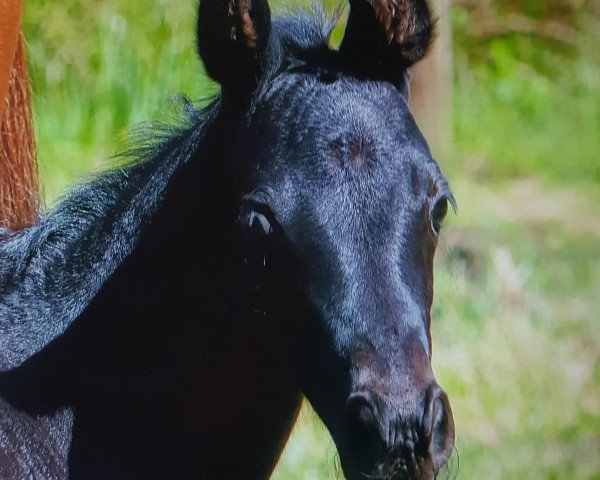 Pferd Fanuh (Hannoveraner, 2018, von Fantastic)