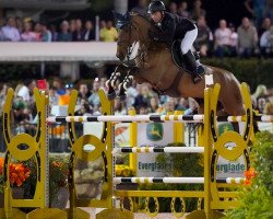 jumper Clenur (Oldenburg show jumper, 2006, from Carinue)