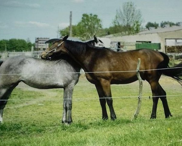 jumper Calle Cool 51 (Hanoverian, 2015, from Cascalido) jumper Calle Cool 51 (Hanoverian, 2015, from Cascalido)