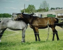 Springpferd Calle Cool 51 (Hannoveraner, 2015, von Cascalido)