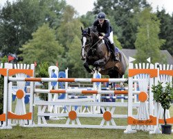 jumper Quickstead (Hanoverian, 2008, from Quicksilber)