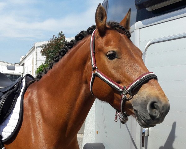 broodmare Florida (Freiberger, 2009, from Calvaro CH)