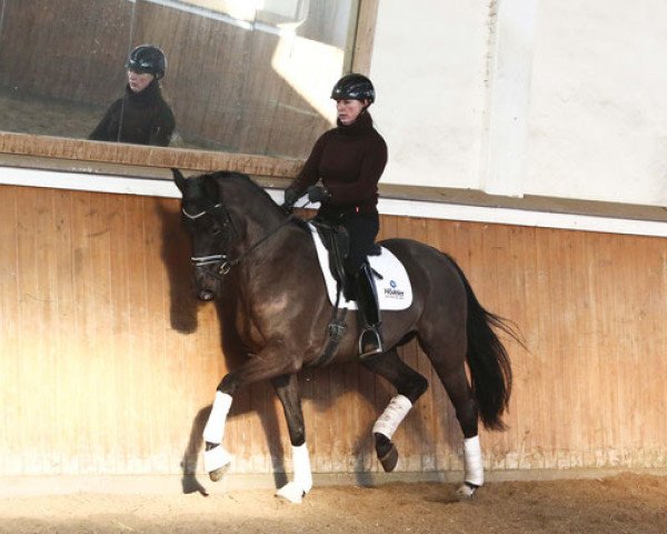 dressage horse Djoe Black (Rhinelander, 2013, from Delamanga)