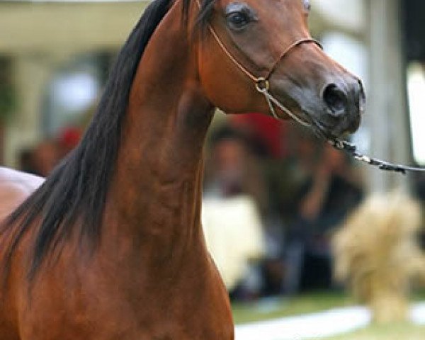broodmare Eutona (Arabian purebred, 1994, from Etogram ox)