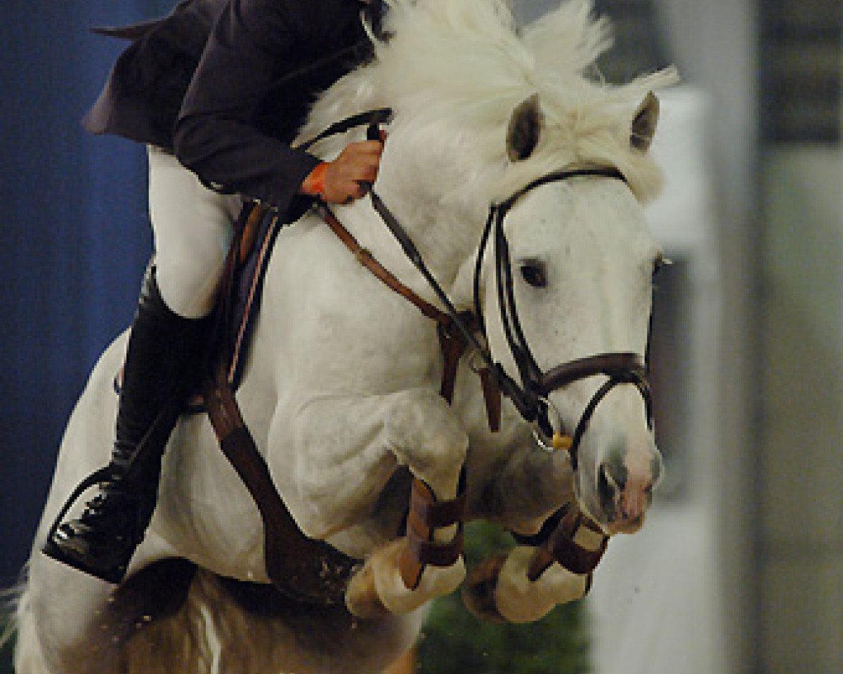 Springpferd Idefix du Villon 2 (Französisches Pony, 1996, von Quignon du Parc)