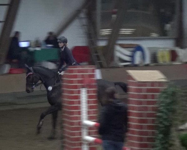 Reitturnier HH-Hummelsbüttel 2017