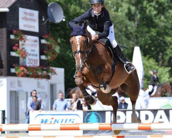 Springpferd Blue Boy Ge (Deutsches Sportpferd, 2012, von Blue Balou)