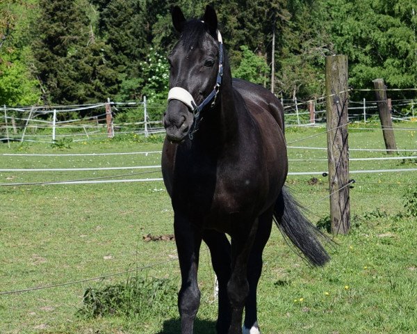 Koń Let's Champ B (Hanower, 2002, od Landjonker (Fruhling))