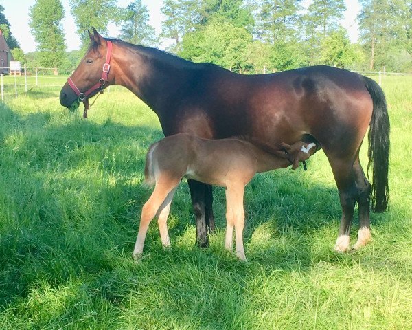 broodmare Blaze (German Riding Pony, 2011, from Cappuccino)