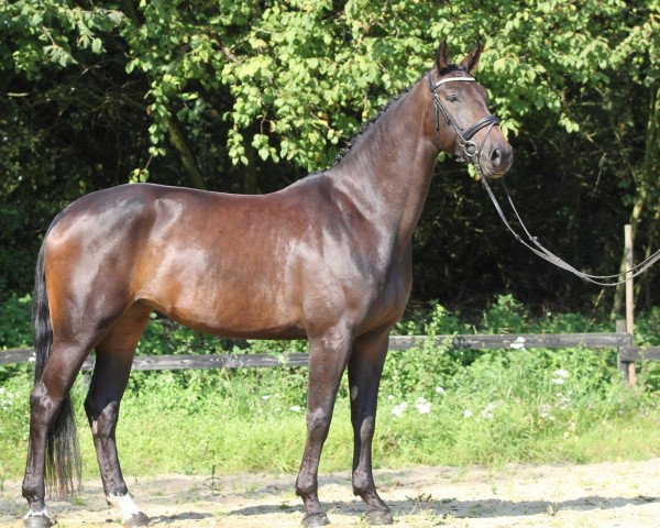 Dressurpferd Felina 201 (Rheinländer, 2013, von Feedback 16)