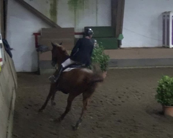 Reitturnier HH-Hummelsbüttel 2017