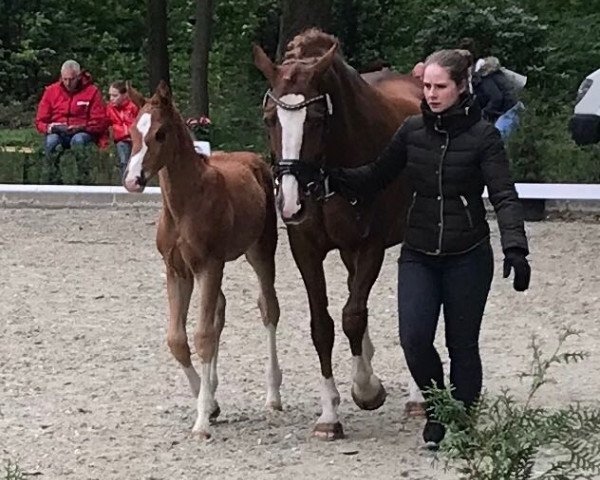 Zuchtstute Wiebke (Hannoveraner, 2002, von White Star)