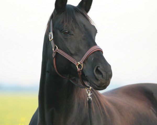 Pferd Hanuta 5 (Hannoveraner, 1998, von Hohenstein I)