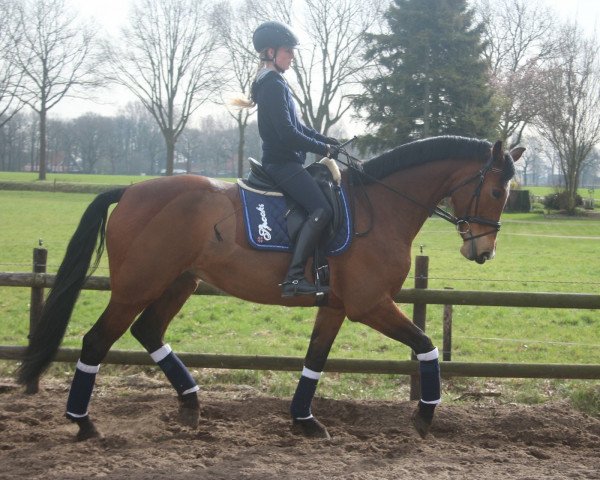 dressage horse Anette 98 (KWPN (Royal Dutch Sporthorse), 2005, from Goodtimes)