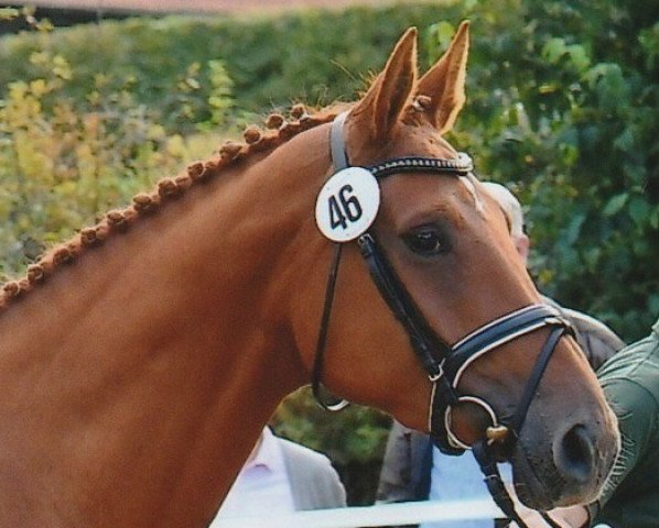 broodmare Winzerin (Hanoverian, 2013, from Weltmeyer) broodmare Winzerin (Hanoverian, 2013, from Weltmeyer)